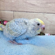 人気あり！　セキセイインコ　パステルレインボー　１２月２日