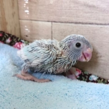落ち着きあるホワイトっ　マメルリハインコ　アメリカンホワイト♀　１２月