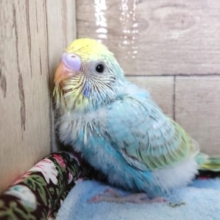 寄り添います～　セキセイインコ　パステルレインボー　１２月２日
