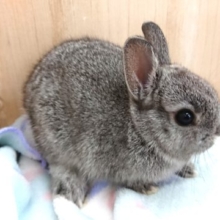 目ヂカラ☆ステキですー ドワーフラビット～～