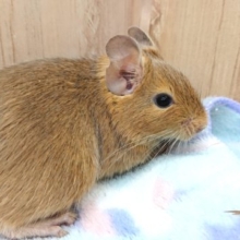 笑顔がｽﾃｷ！抱っこ大スキ！！デグー　（サンド）～～