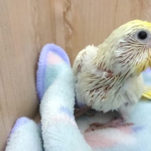 早々、馴れそうです！！セキセイインコ（クリーム）～～