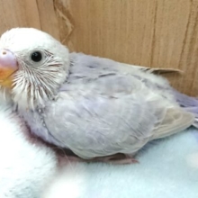 上品です☆ セキセイインコ(ライラック)～