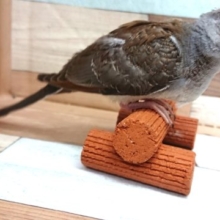 手のり鳩はいかが？？ ウスユキバト～～