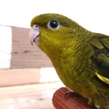 順調に育ち馴れてきました♪♪サザナミインコ オリーブ～