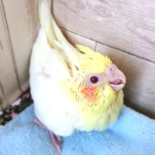 スマイルがｽﾃｷです　オカメインコ（ルチノー）１２月１０日