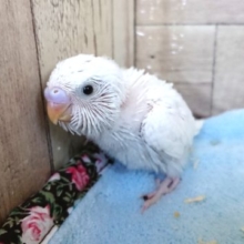 ふんわりカラー　セキセイインコ　クリーム　１２月１０日