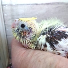 むちむちのオカメインコ　パイド　１２月１０日