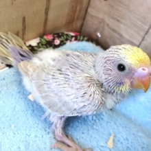 ちょいとレアな　セキセイインコ　ライラック　１２月１０日　