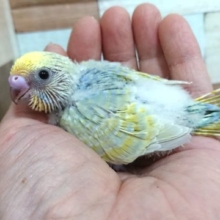 爽やかが本当に似合う！セキセイインコ（レインボー）