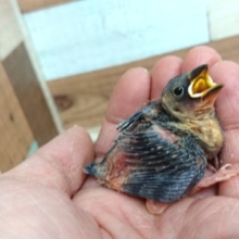 色の変化が楽しみです☆　桜文鳥のヒナでｺﾞｻﾞｲﾏｽ！！