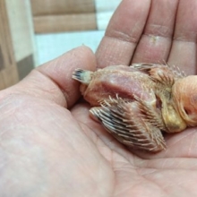 成長が楽しみです♪　シナモン文鳥