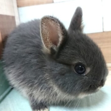 手のりドワーフラビット、いかがです？？