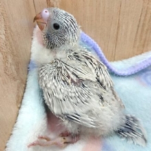 淡いカラーがｽﾃｷです☆☆　セキセイインコ　ライラックです！