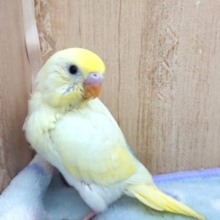 チラ見するセキセイインコ♪ クリームハルクィン～～