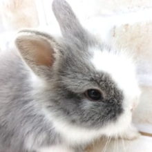ゆるふわっ　ライオンラビットきました！～～