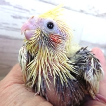 なぜか得意げです。オカメインコ  パイド ２０２０　１２月１７日