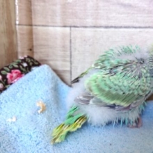 表情がわかりやすいかも！セキセイインコ パステルレインボー２０２０１２月１７日