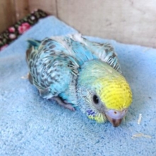 オススメのカラー！セキセイインコ レインボー ２０２０　１２月１７日