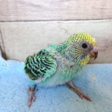 エメラルドグリーンがｽﾃｷっ　セキセイインコ　～～
