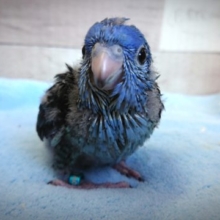 お待ちの方も多いかと！サザナミインコ　コバルトブルー　２０２０　１２月１７日