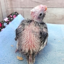 もっちりスタイル。オカメインコ ホワイトフェイス～～