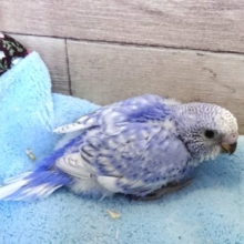 上品な感じ～　セキセイインコ　バイオレット系スパングル～～