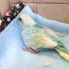 存在を消したつもりでいる。　セキセイインコ　パステルレインボー～～