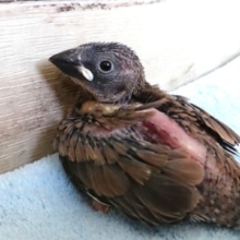 手のり鳥の代表！？　桜文鳥来ました～～