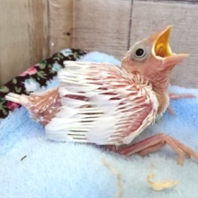 白文鳥のヒナ！いますよ～～