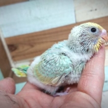 自由奔放～セキセイインコ　パステルレインボー