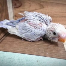 キレイで人気カラー　セキセイインコ　ライラック～～