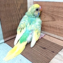 むっちりバディです！セキセイインコ　パステルレインボーパイド～～