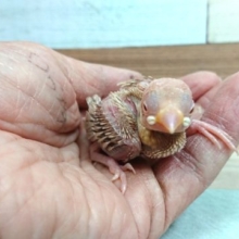 人気の文鳥！お早めに～　シナモン文鳥～～