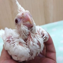 真っ白なぁ～～オカメインコ（ピュアホワイト）～～
