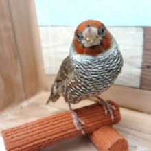 最新動画あり！ちょっと地味めですが。。ややマイナーですが非常に良い鳥です☆手のりオオイッコウチョウ～～