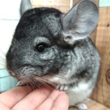 小さな手が、なんとも癒しです！チンチラ ノーマルーー