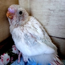 なかなか特殊なカラーです　セキセイインコ　スパングルパイド　２０２０　１２月２５日