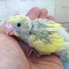 ふんわり系～セキセイインコ　スパングルパイド　２０２０　１２月２５日