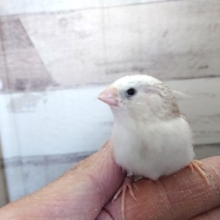 小さくも良く馴れますよ～キンカチョウ　２０２０　１２月２５日