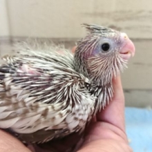 どんな成長をみせてくれるかな？？オカメインコ　ＷＦ　シナモンパール