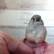 意外と珍しいのです！！　キンンカチョウ（ヒナ）～～