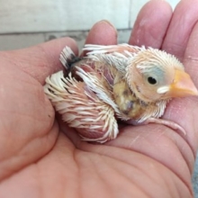定番人気！白文鳥、いますよーーーー