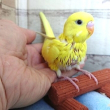 久々入荷♪セキセイインコ　ダブルファクター　黄色の黒目さん★
