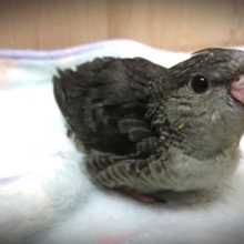 落ち着きあるカラー！サザナミインコ モーブです！
