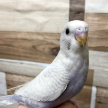 おっと〜り穏やか♪セキセイインコ(ライラック)