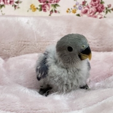 爽やかカラー！！コザクラインコ“バイオレットファクター” 2020.12/8撮影