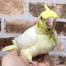 超ホヤホヤ最新画像☆オカメスマイル、いかがですか？