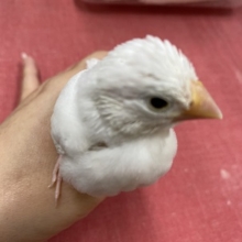 やっぱり文鳥さん可愛いですよね💗白文鳥おります！