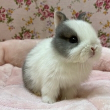 ネコ顔？？激カワうさぎちゃん♡
